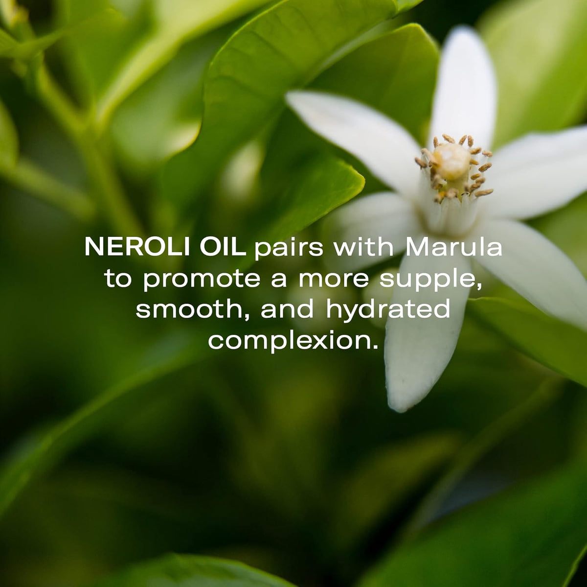 Odacité Anti Aging Serum Concentrate with Marula + Neroli, Elasticity Glow Recipe - Facial Oil for