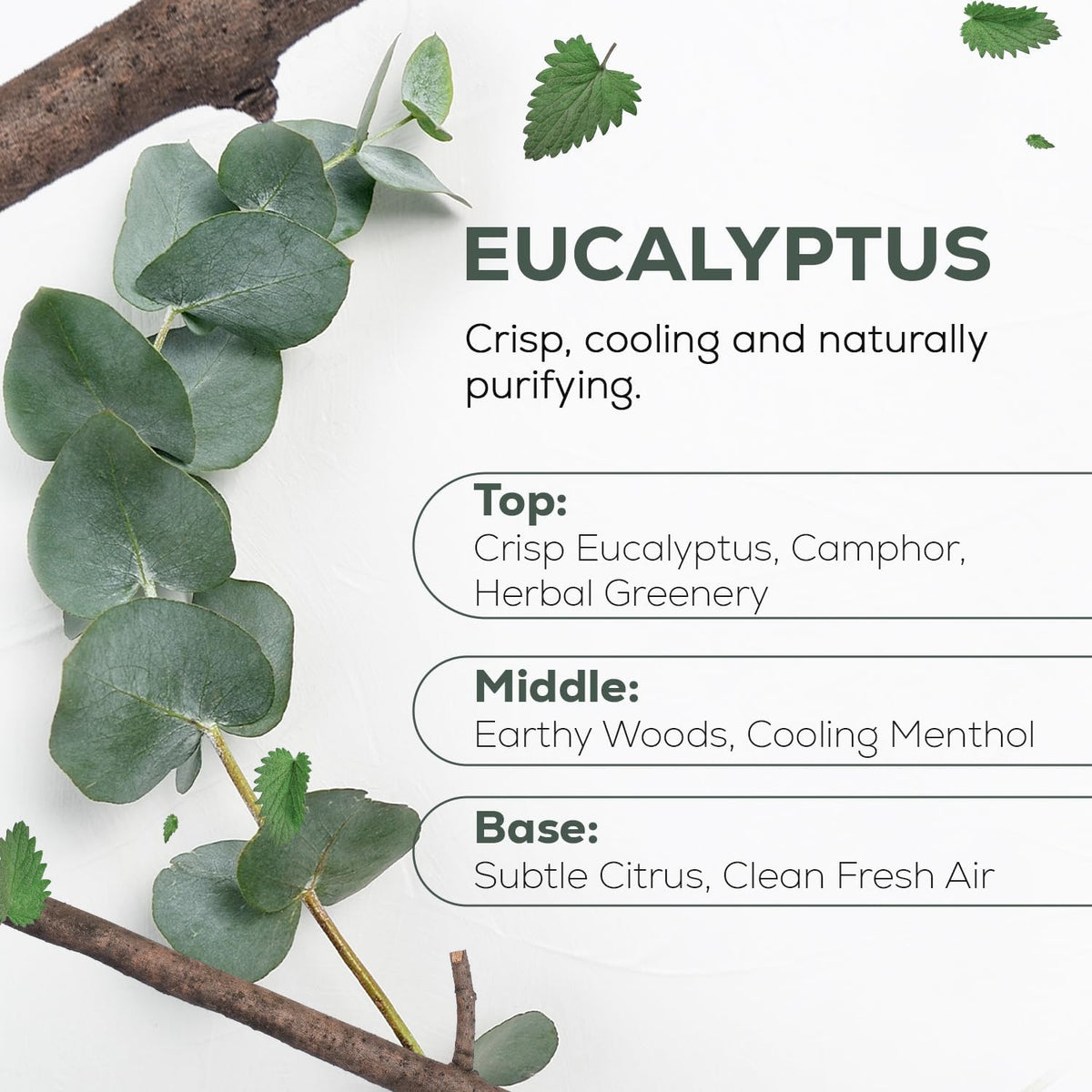 Aroma Country 100% Pure Eucalyptus Essential Oil – Organic & Undiluted Diffuser Oil, Humidifier