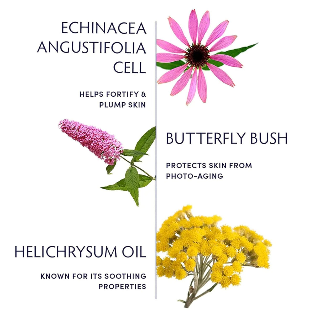 Naturopathica Plant Stem Cell Booster Serum, Daily Anti-Aging Face Serum to Smooth Fine Lines