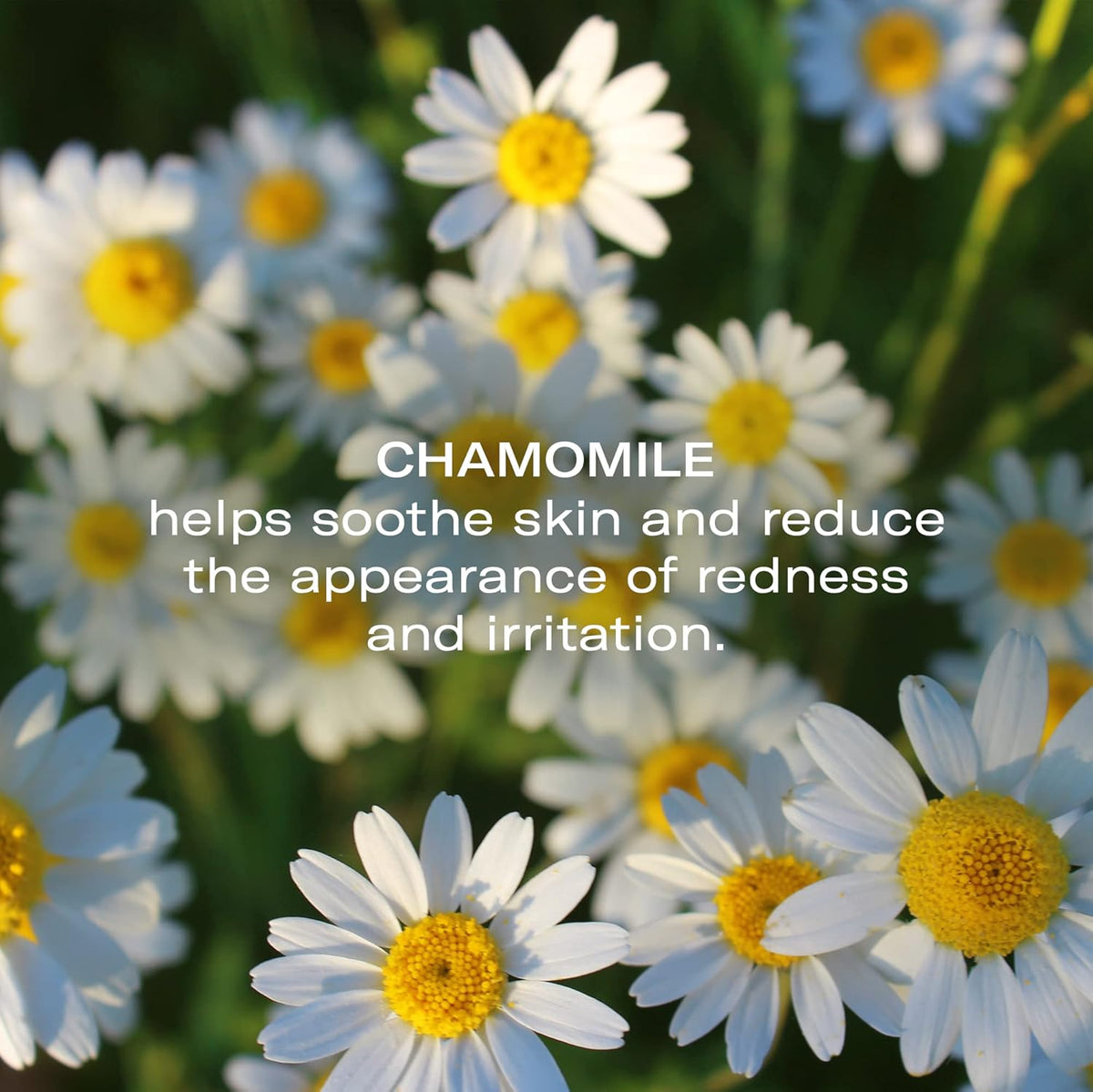 Odacité Anti Aging Serum Concentrate with Camelina + Chamomile, For Sensitive Skin Glow
