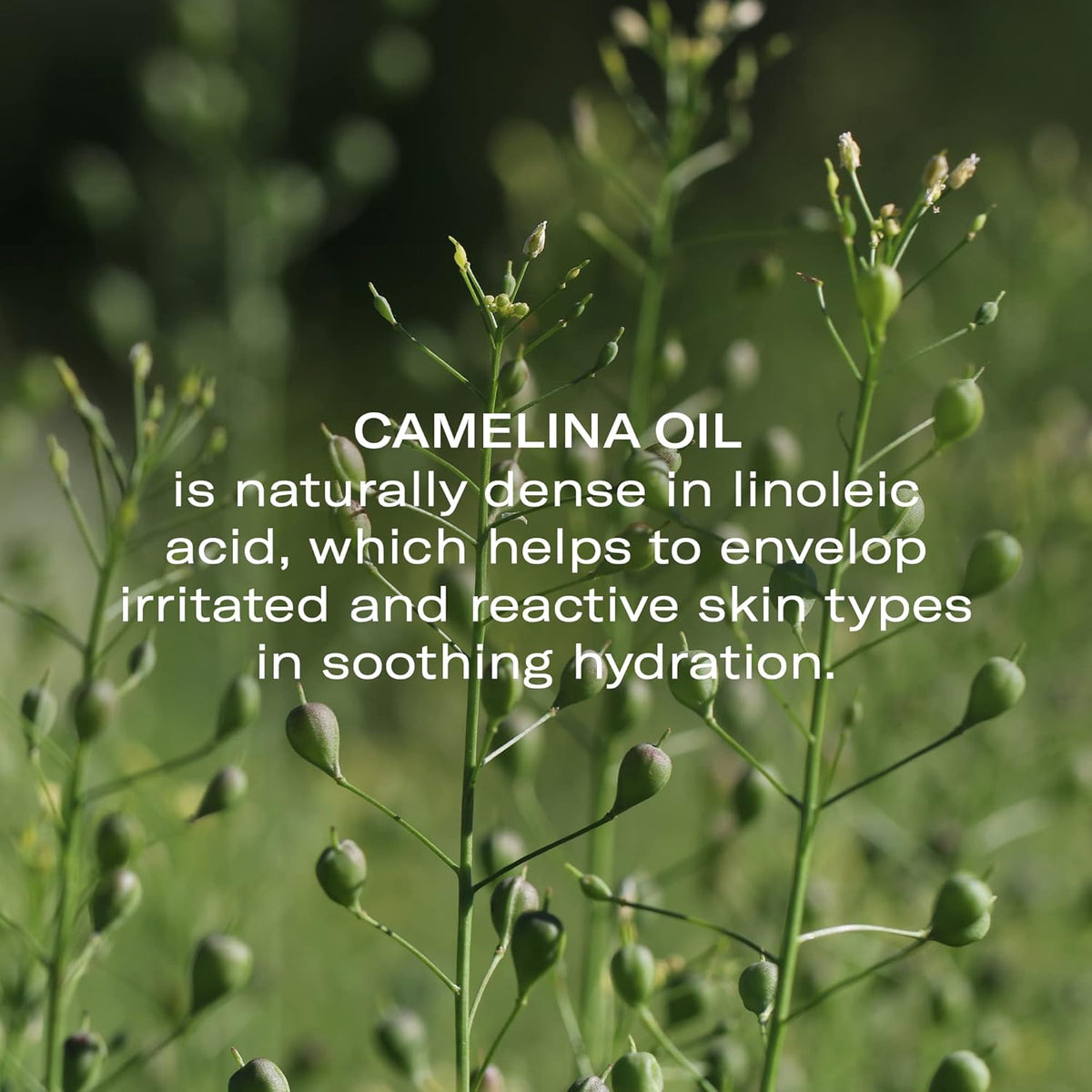 Odacité Anti Aging Serum Concentrate with Camelina + Chamomile, For Sensitive Skin Glow