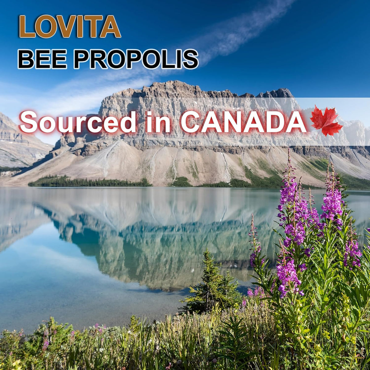 Lovita Bee Propolis Throat Spray, 18% Bioflavonoids, Alcohol-Free, Immune Support, Throat Soothing